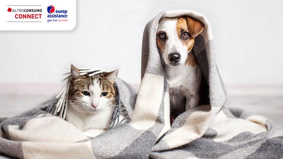 cane e gatto